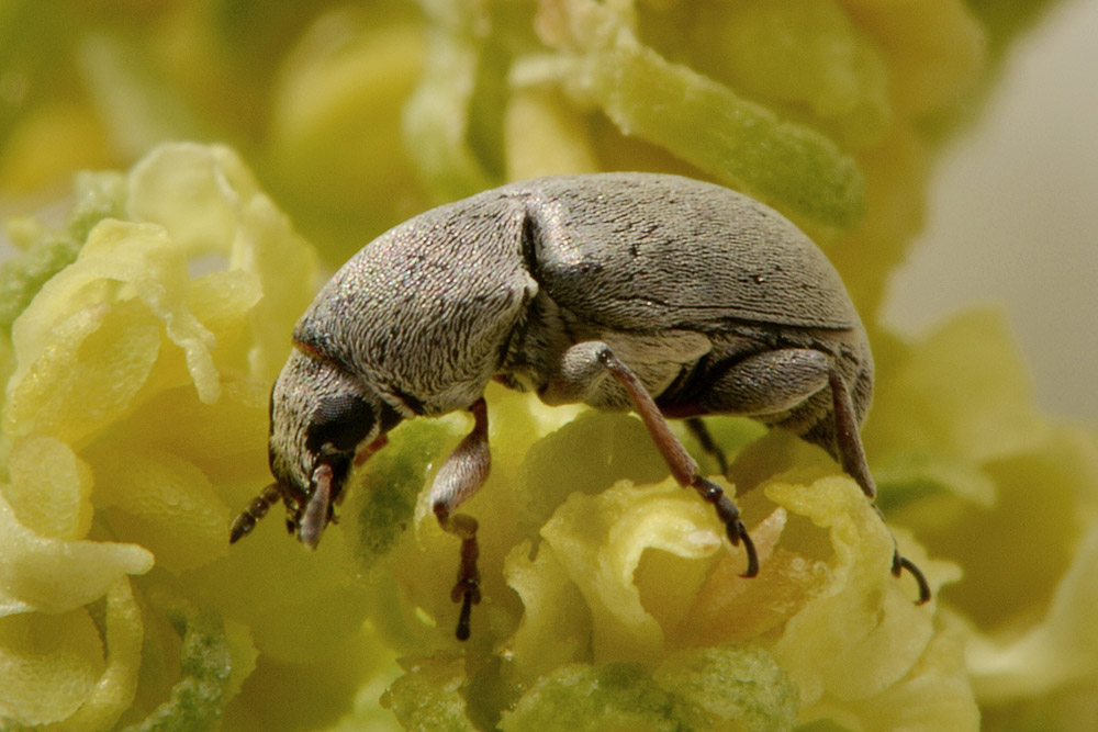 Bruchela rufipes?  S,  Bruchela rufipes rufipes